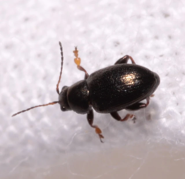 Chaetocnema
