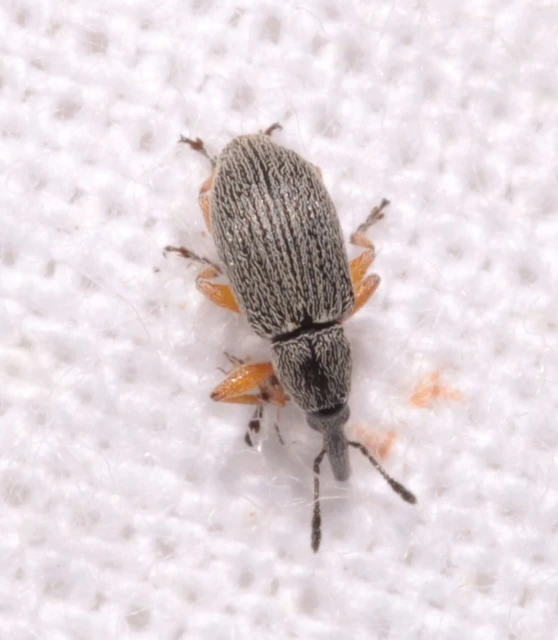 Rhopalapion longirostre - mályvarózsa-cickányormányos