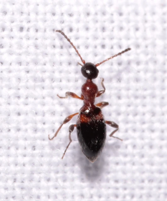 Anthelephila pedestris - hangyaszerű fürgebogár