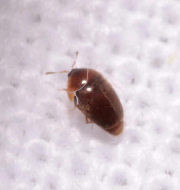 Sericoderus lateralis - selymes pontbogár Sericoderus lateralis - selymes pontbogár