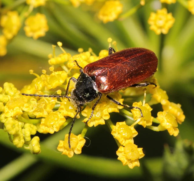 Omophlus proteus - közönséges pejbogár Omophlus proteus - közönséges pejbogár