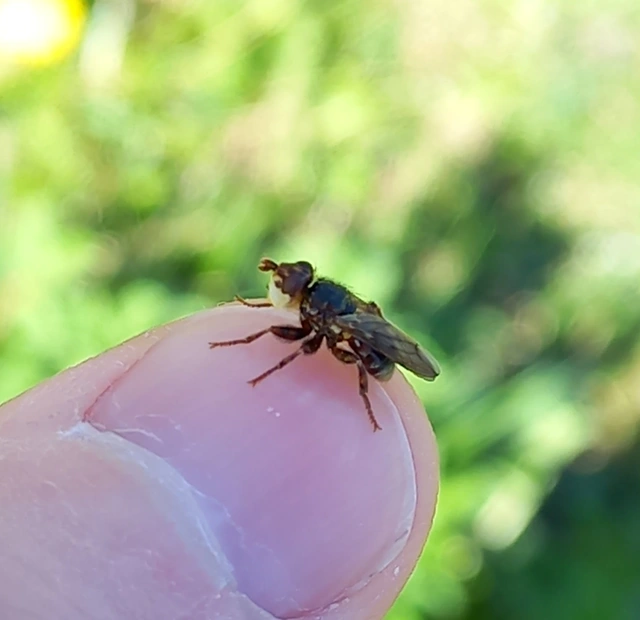 Myopa