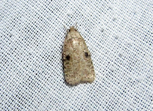 Agonopterix