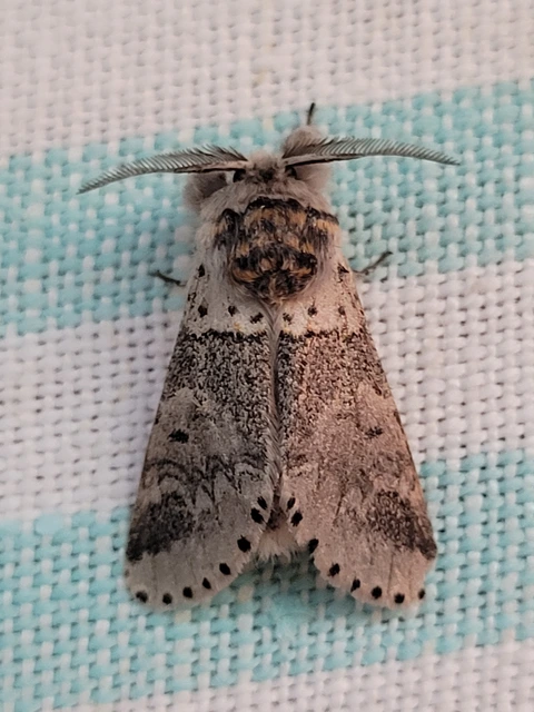 Furcula furcula - szürke púposszövő