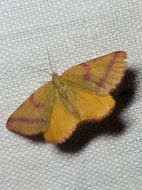 Lythria purpuraria - bíborsávos araszoló