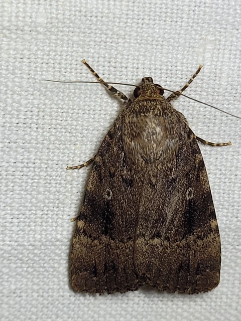 Amphipyra pyramidea - fahéjszínű bagoly