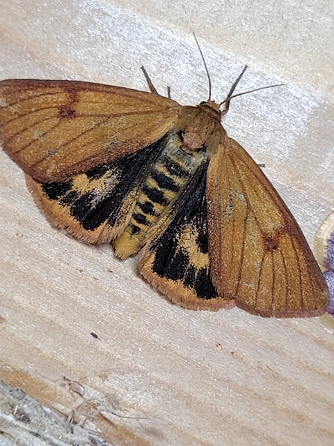 Diacrisia sannio - vörösszélű medvelepke