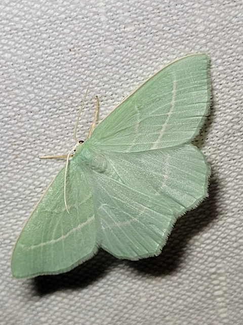 Hemistola chrysoprasaria - kékes zöldaraszoló