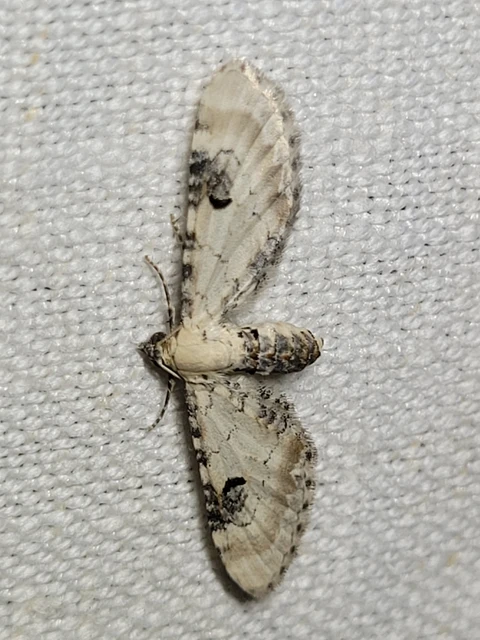 Eupithecia centaureata - búzavirág-törpearaszoló