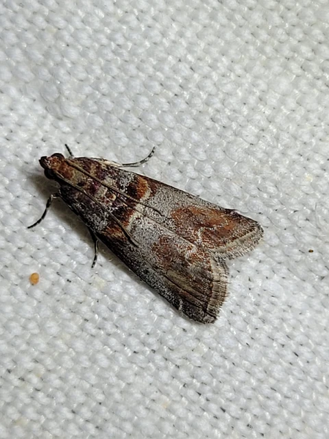 Acrobasis