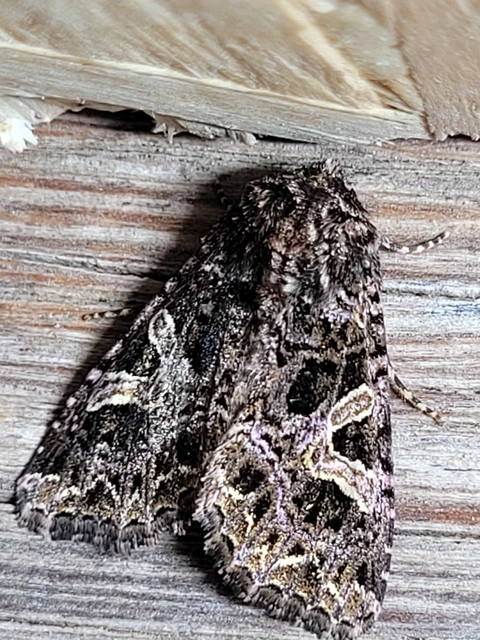 Sideridis rivularis - vörhenyes szegfűbagoly