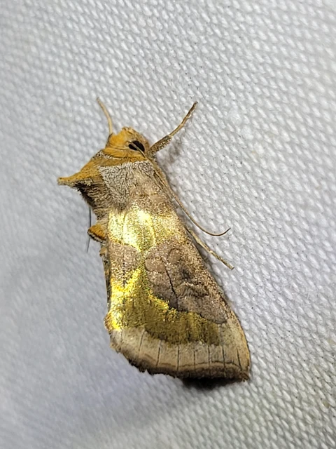 Diachrysia chrysitis - aranybagoly