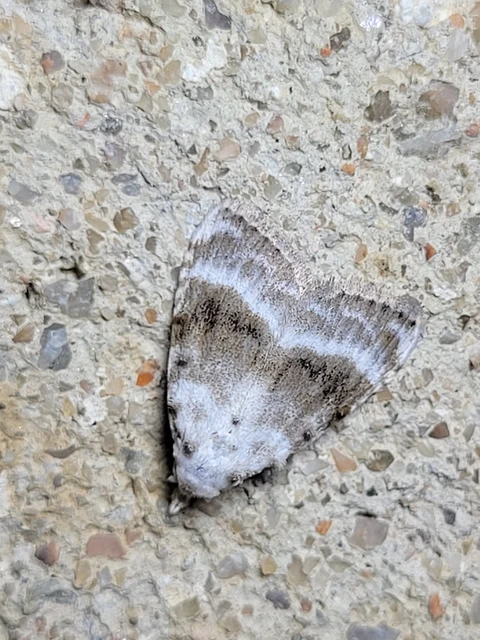 Meganola albula - fehér pamacsosszövő