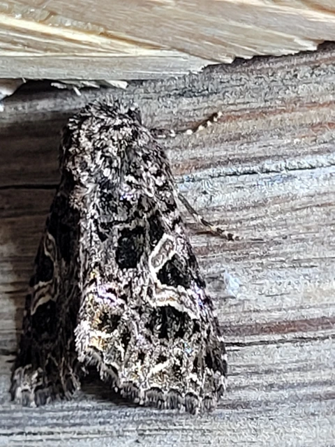 Sideridis rivularis - vörhenyes szegfűbagoly
