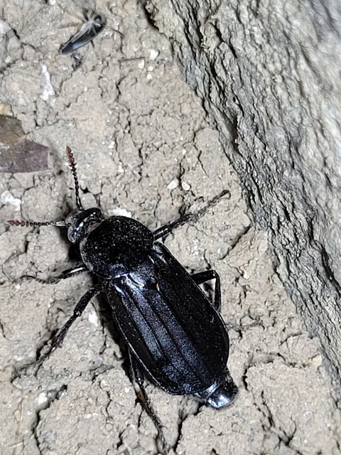 Necrodes littoralis - nagy dögbogár