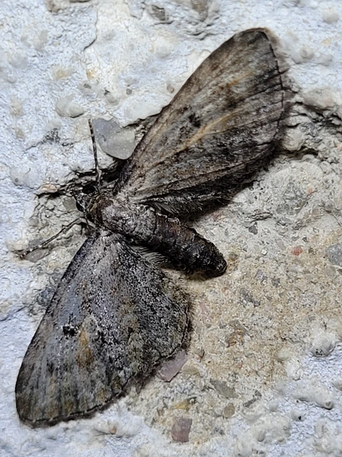 Eupithecia icterata - rozsdafoltos törpearaszoló