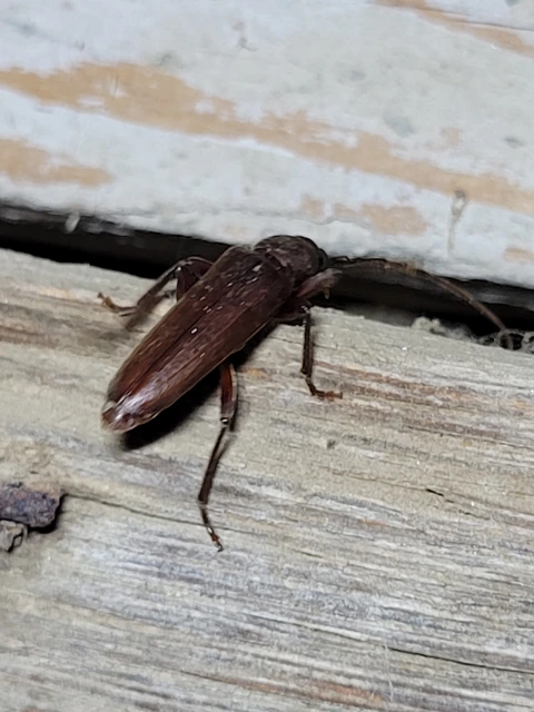 Arhopalus rusticus - gödrösnyakú cincér
