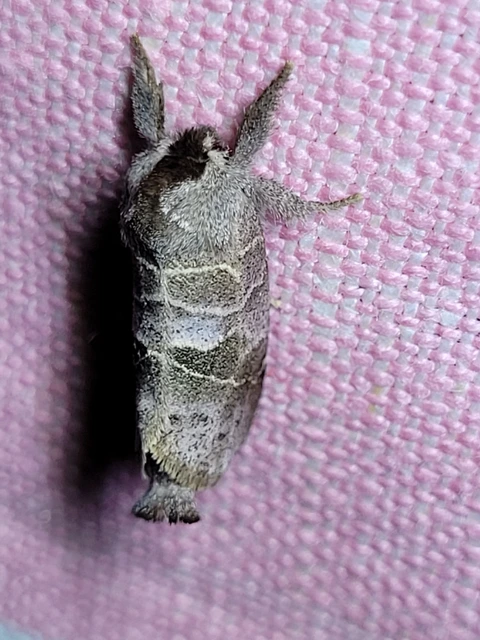 Clostera pigra - apró levélszövő