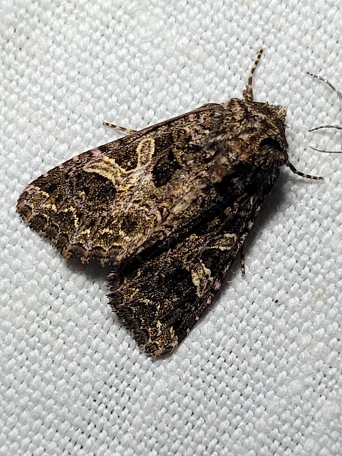 Sideridis rivularis - vörhenyes szegfűbagoly