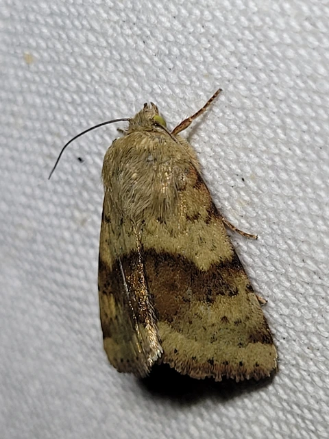 Heliothis viriplaca - mácsonyabagoly