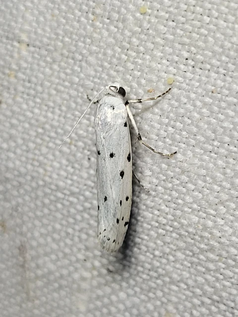 Myelois circumvoluta - pettyes karcsúmoly