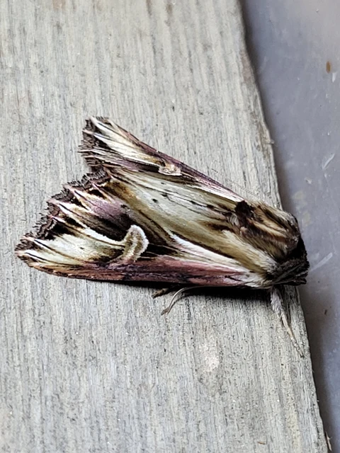 Actinotia polyodon - nagy sugarasbagoly