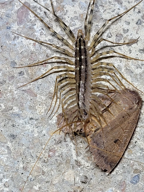 Chilopoda - Százlábúak
