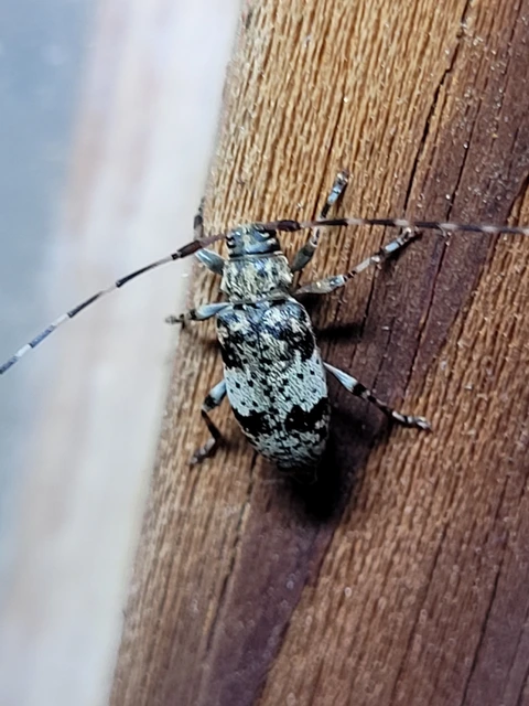 Leiopus nebulosus - öves gesztcincér