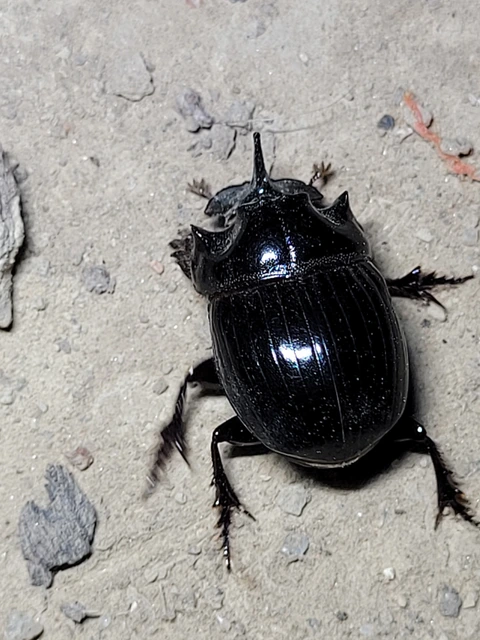Copris lunaris - közönséges holdszarvú-ganéjtúró