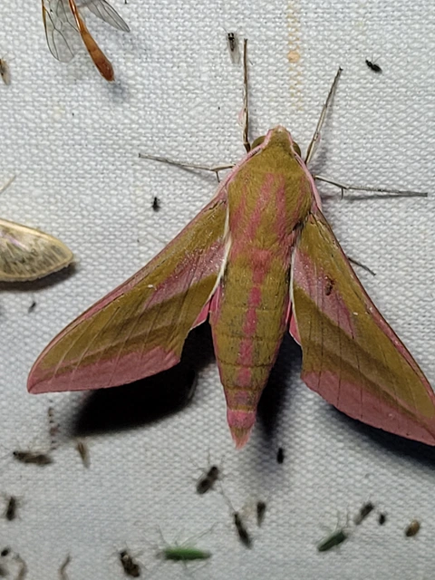 Deilephila elpenor - szőlőszender