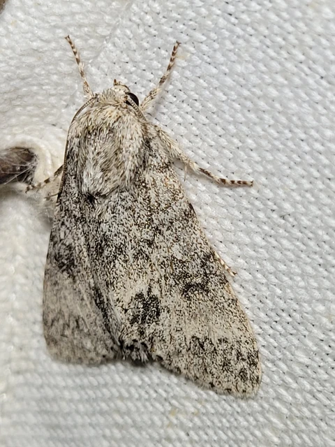 Acronicta megacephala - nagyfejű szigonyosbagoly