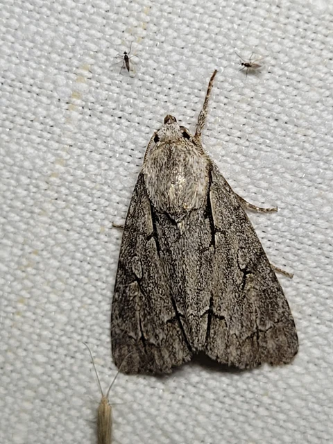 Acronicta cuspis/tridens/psi