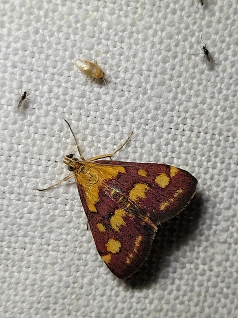 Pyrausta purpuralis - közönséges bíbormoly