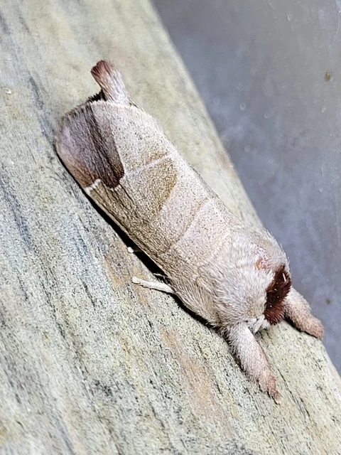Clostera curtula - rövidszárnyú levélszövő