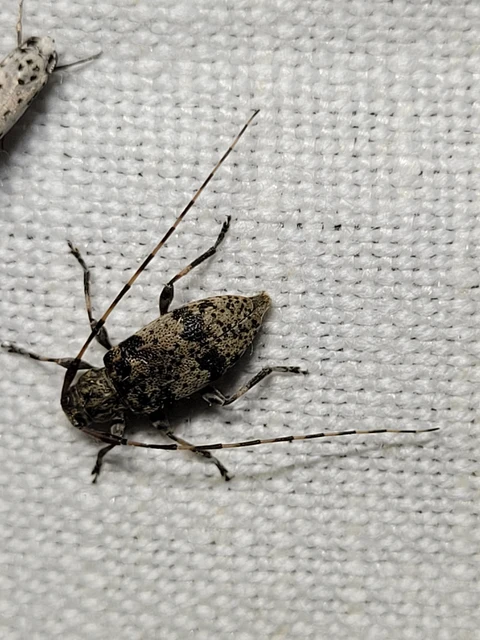 Leiopus nebulosus - öves gesztcincér