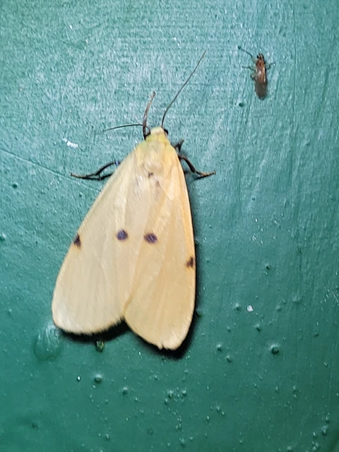 Lithosia quadra - négypettyes zuzmószövő