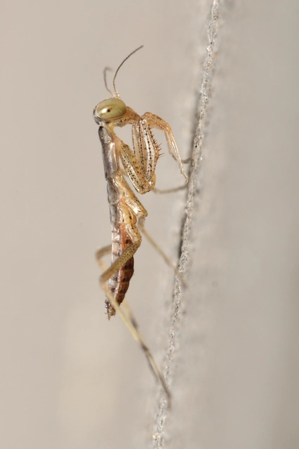 Mantis religiosa - imádkozósáska