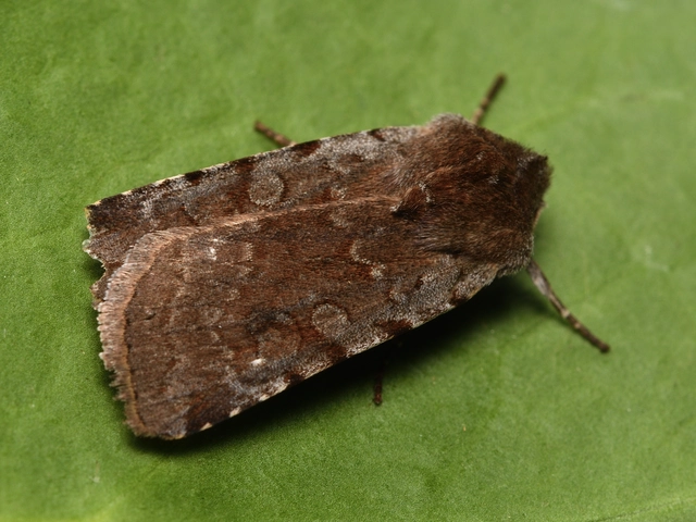 Cerastis rubricosa - vörhenyes tavaszibagoly