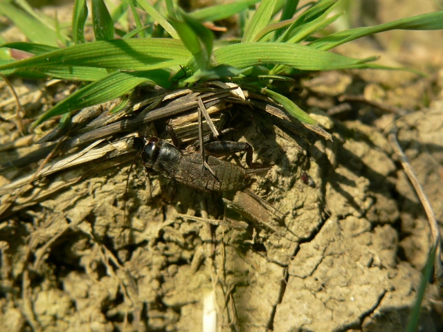 Melanogryllus desertus - fekete tücsök