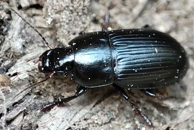 Harpalus serripes - fekete lomhafutó