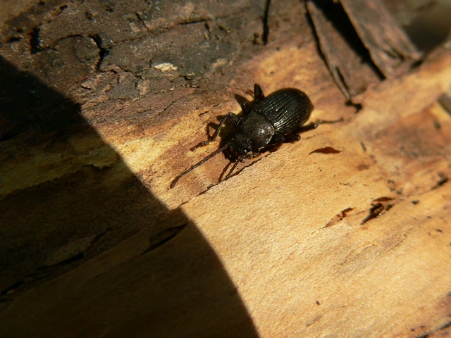 Stenomax aeneus - bronzos gyászbogár