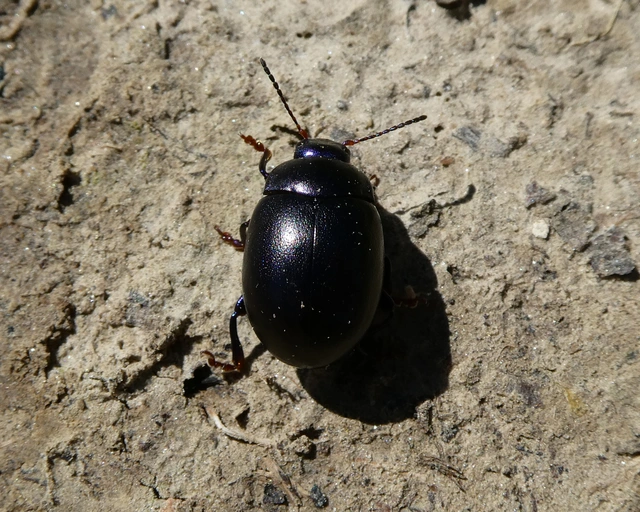 Chrysolina sturmi - vöröslábú levelész