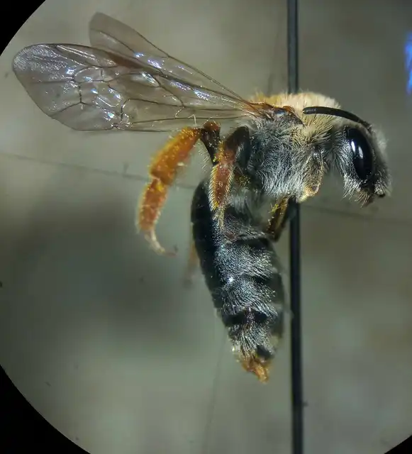 Andrena haemorrhoa