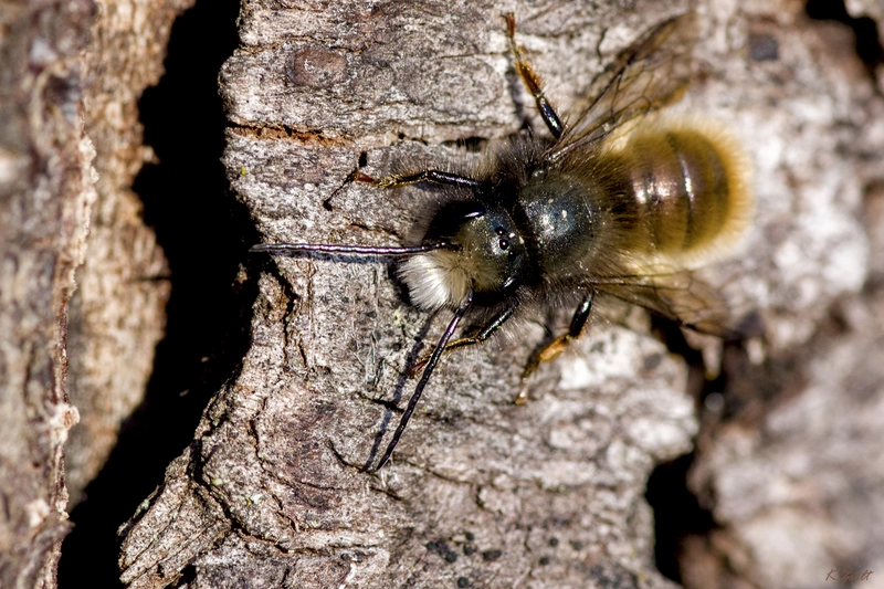 Osmia bicornis - kékfejű faliméh