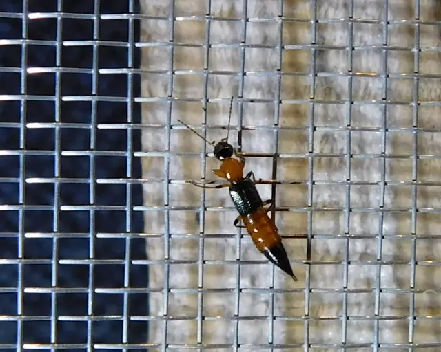 Paederus