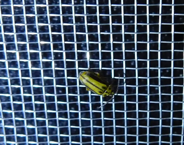 Xanthogalerucella luteola - szilfa-olajosbogár