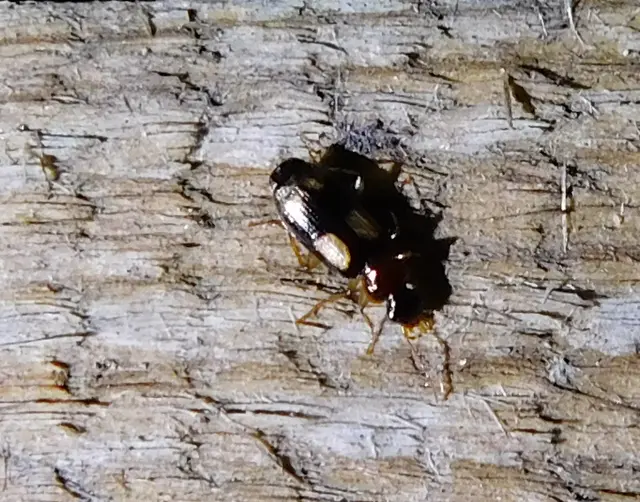 Dromius quadrimaculatus - négyfoltos kéregfutó