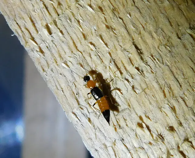 Paederus