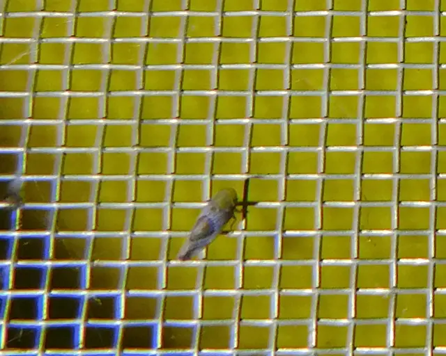 Hishimonus hamatus