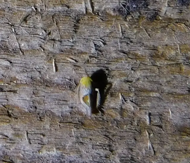 Hishimonus hamatus